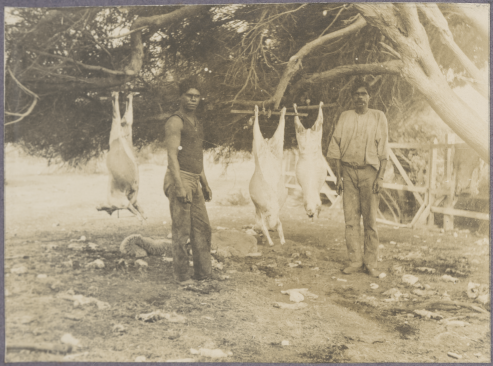 Two Aboriginal men preparing sheep on Wadjemup, c. 1915.